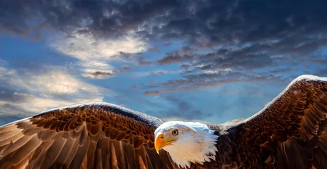 Zelfklevend Fotobehang Composite close up photo of a bald eagle in flight at sunset © Patrick Rolands