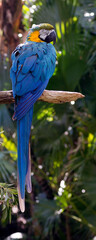 Vertical banner of a colorful blue macaw perched on a tree branch