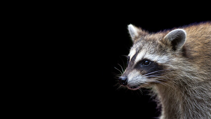 Close up portrait of a raccoon isolated on a black background with room for text