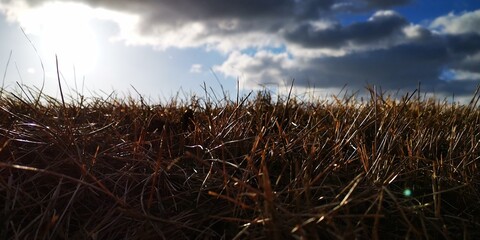 grass and sky