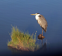 Gray heron (Ardea Cinerea) on the background of water