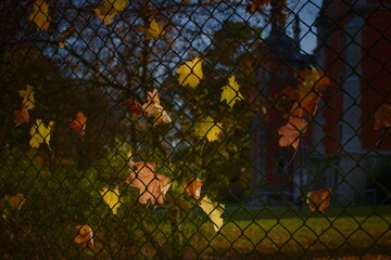autumn leaves on a metal fence