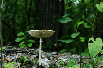 mushroom in the forest