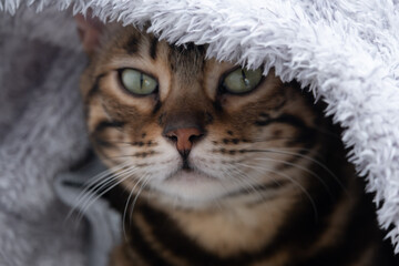 The cat sat comfortably in a fluffy jacket. Portrait of a Bengal cat. The concept of coziness