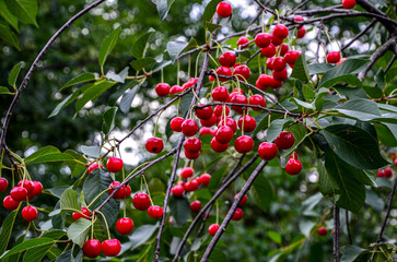 Cherries hanging on a cherry tree branch.