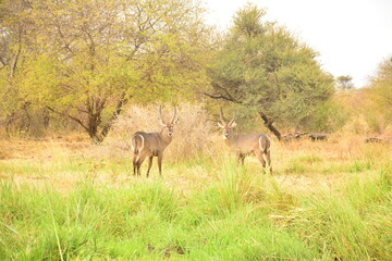 waterbucks in Kenya
