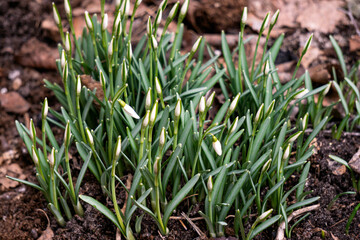 The first beautiful white snowdrops in early spring in the spring forest.