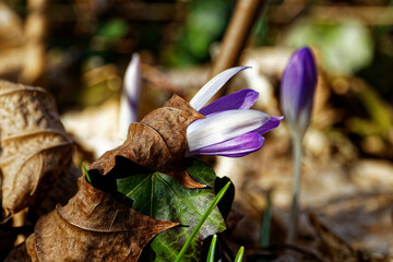 purple crocus flower