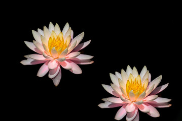 Two bright blooming water lilies against a dark background with space for text