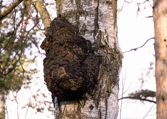 Huge chaga mushroom on a birch trunk.