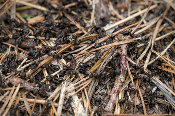 Ants on a mound, Formicidae, a large family of ants stacking up. Very hardworking, little insects. Ant in the forest, ant mound