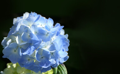 Beautiful Hydrangea bushes in bloom in a garden in UK