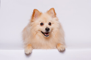 Portrait of cute puppy purebred pomeranian spitz. Little smiling dog spitz on gray background. Free...