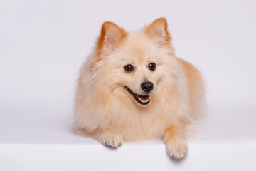 Portrait of cute puppy purebred pomeranian spitz. Little smiling dog spitz on gray background. Free space for text. Dog for advertising tape. Playful pet close-up.
