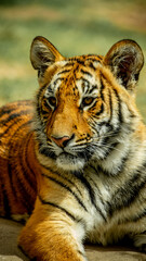  Tigre cachorro de perfil sentado descansando contemplando zoológico Guadalajara jalisco México