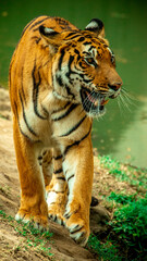 Fototapeta premium animal feroz Tigre zoológico Guadalajara jalisco México