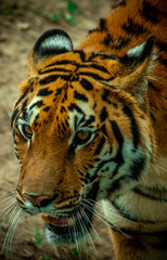 detalle de la cabeza del Tigre zoológico Guadalajara jalisco México