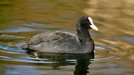 Eurasian coot