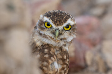 Lechuza con atenta mirada