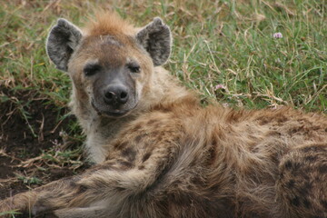 Closeup portrait of a young Spotted Hyena (Crocuta crocuta) resting outside den inside the Ngorongoro Crater, Tanzania.