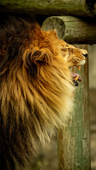 feroz león con boca abierta zoológico Guadalajara jalisco México