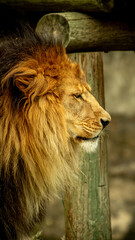 perfil de la Mirada Feroz de León en el zoológico Guadalajara Jalisco México