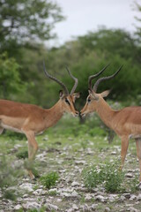 Naklejka na ściany i meble Closeup of two young Springbok (Antidorcas marsupialis) fighting with horns locked Etosha National Park, Namibia.