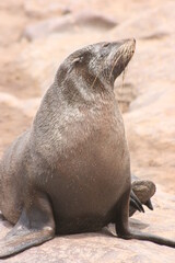 Closeup portrait of Cape Fur Seal (Arctocephalus pusillus) at Cape Cross seal colony along the Skeleton Coast of Namibia.