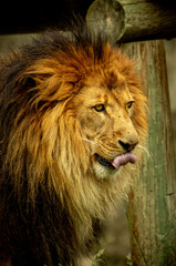 lengua larga del Feroz de León en el zoológico Guadalajara Jalisco México
