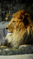 perfil de mirada perturbarte y melena impresionante de León zoológico Guadalajara jalisco México