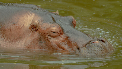 mirada de Hipopótamo sumergido en el agua  zoológico Guadalajara jalisco México