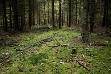 Forest clearing with plenty of moss