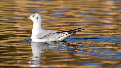 Black headed gull