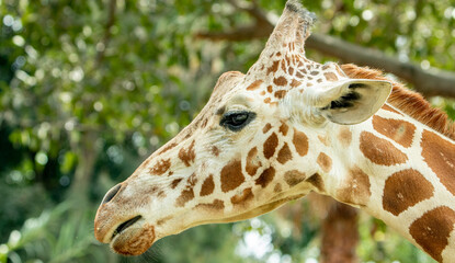 perfil de Jirafa cuello largo zoológico Guadalajara jalisco México