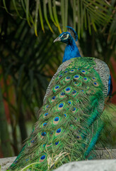 Fototapeta premium pavorel colorido zoológico Guadalajara jalisco México
