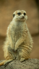 Suricato posando para la fotografía zoológico Guadalajara jalisco México
