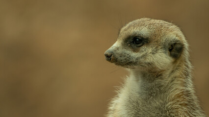 mirada de perfil de suricato zoológico Guadalajara jalisco México