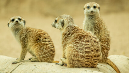 tres suricatos volteando para la fotografía zoológico Guadalajara jalisco México