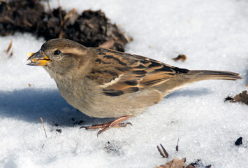A sparrow eats a piece of corn in the snow.
