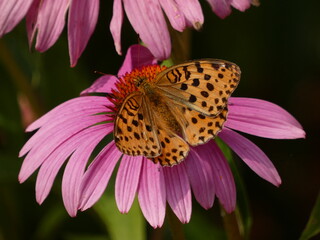 Silver-washed fritillary (Argynnis paphia) - orange butterfly on purple coneflower (Echinacea purpurea), Kartuzy, Poland