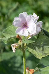 Obraz premium Close up of a marsh mallow (althaea officinalis) flower in bloom