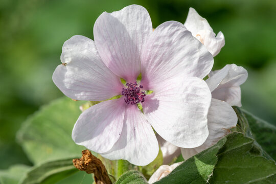 Close up of a marsh mallow (althaea officinalis) flower in bloom