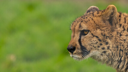 Cheetah (Acinonyx jubatus) portrait, isolated against a blurred background. Beautiful big cat portrait. 