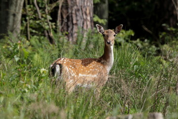 Roe deer female looking surprised