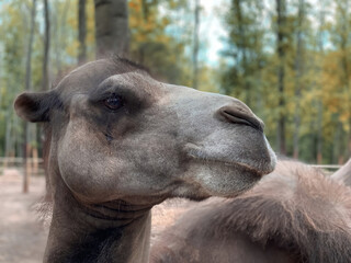 Bactrian camel close-up on the territory of the zoo in the park area