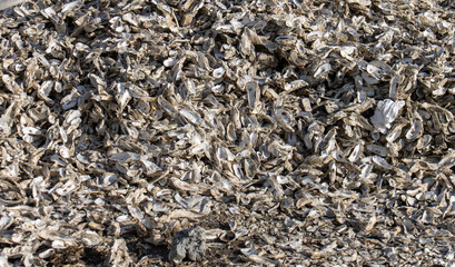 oyster shells