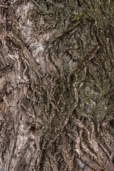 Carved texture of tree bark. The bark of a tree with cracks. wood texture, natural tree bark. DNatural background, bark of a tree that traces cracking.
