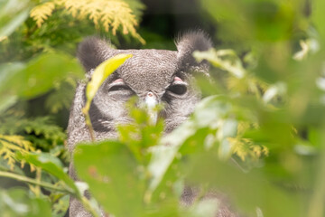 Verreaux's eagle owl, or milky eagle owl (Bubo lacteus). Funny African owl portrait.