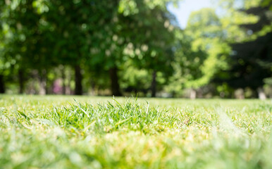 natural background with grass and trees - selective focus - summer concept.