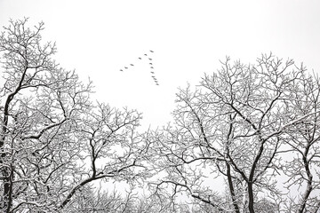 Flying Geese in Winte